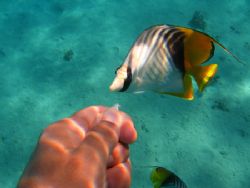 Self Shot this butterfly fish coming in to investigate po... by Farhad Edibam 